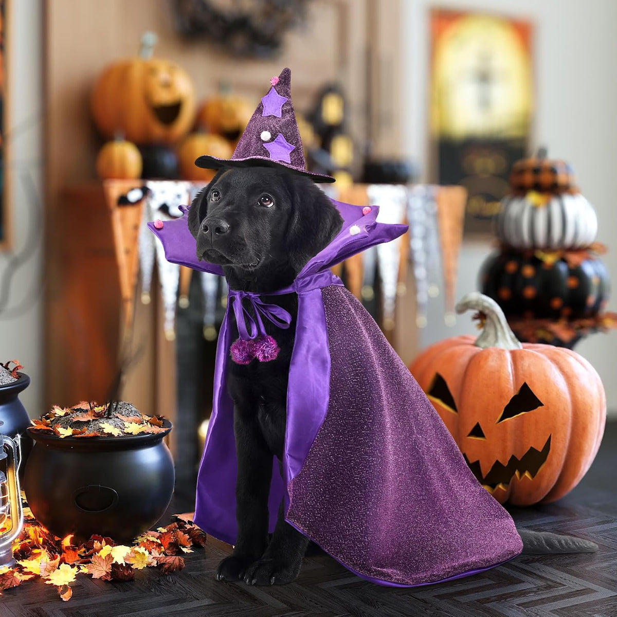 Enchant Your Pet This Halloween with Our Adorable Purple Witch Cape and Hat Set - Perfect for Large Dogs!
